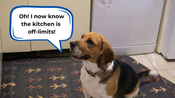 keep dog out of kitchen