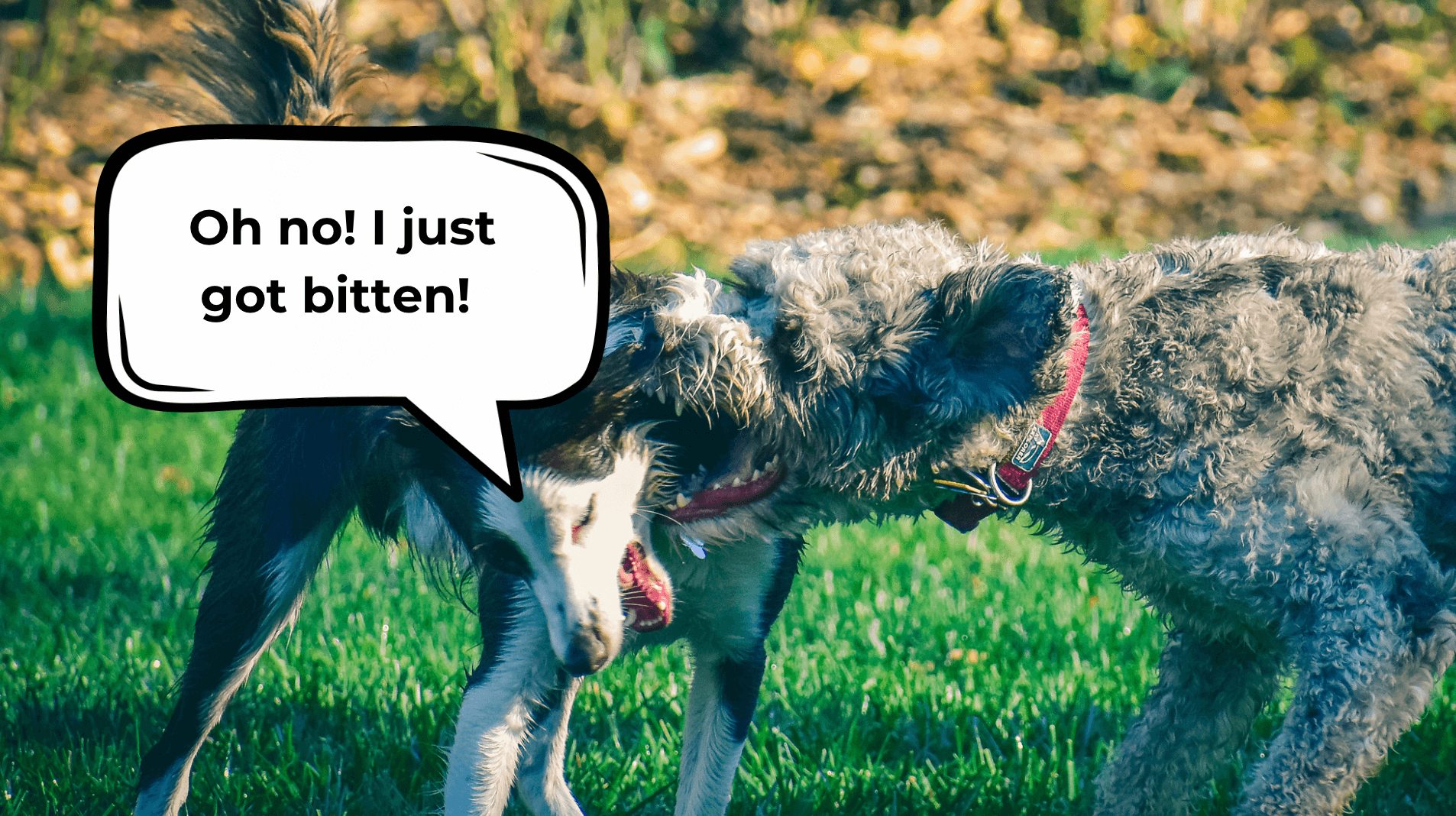 What to do if a dog attacks your dog while walking