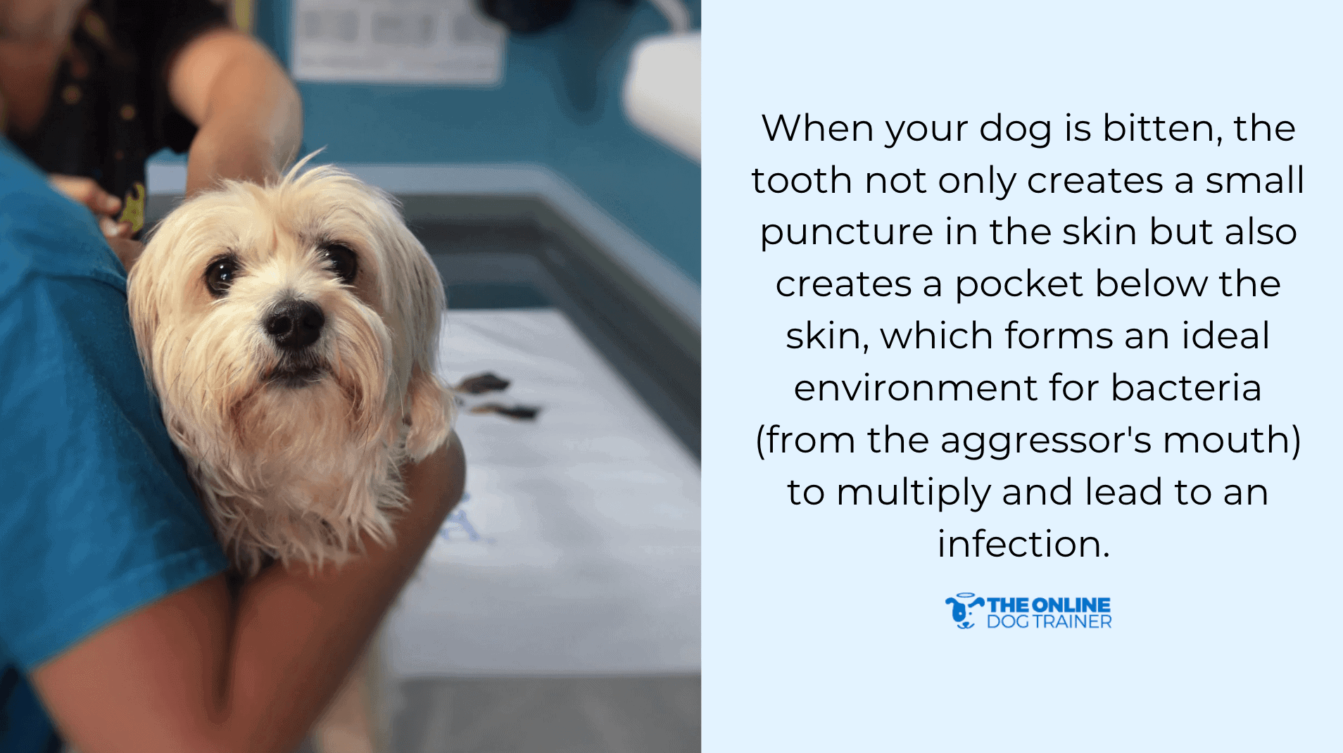 veterinary care after a dog is attacked