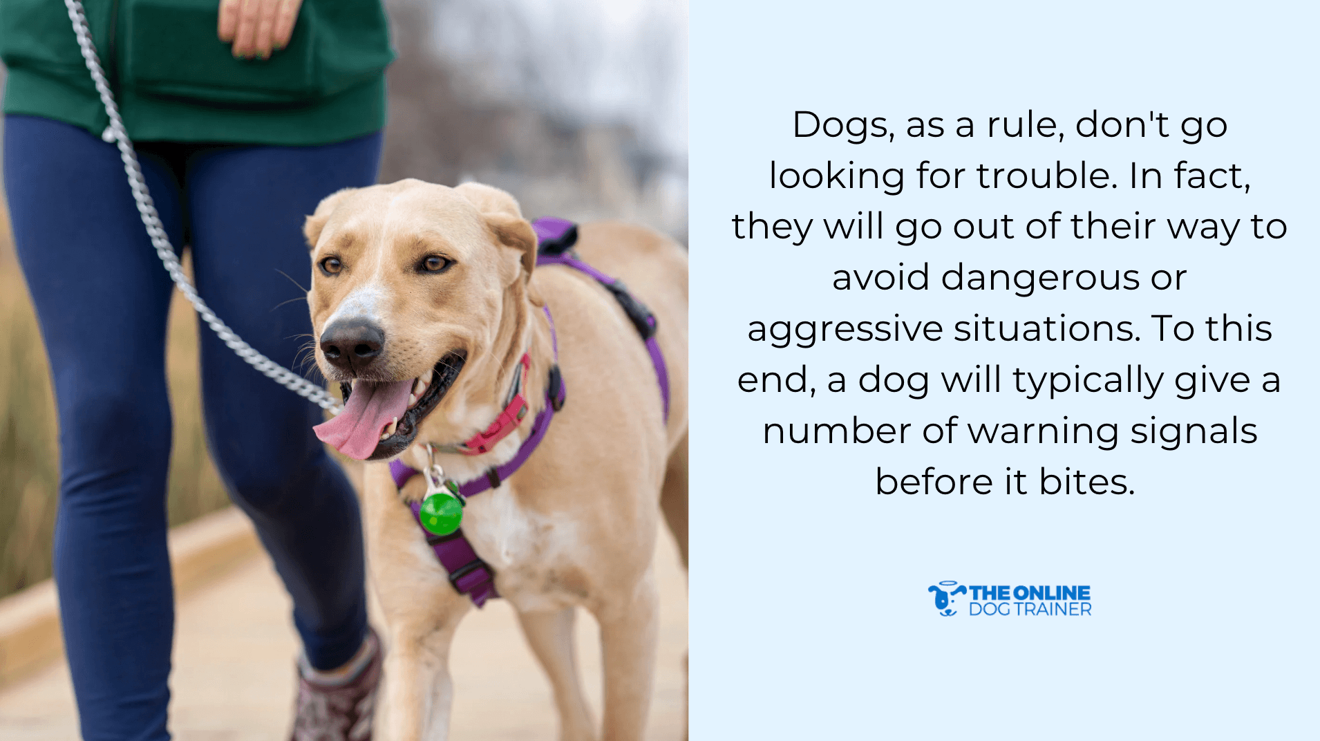 warning signs that a dog will attack