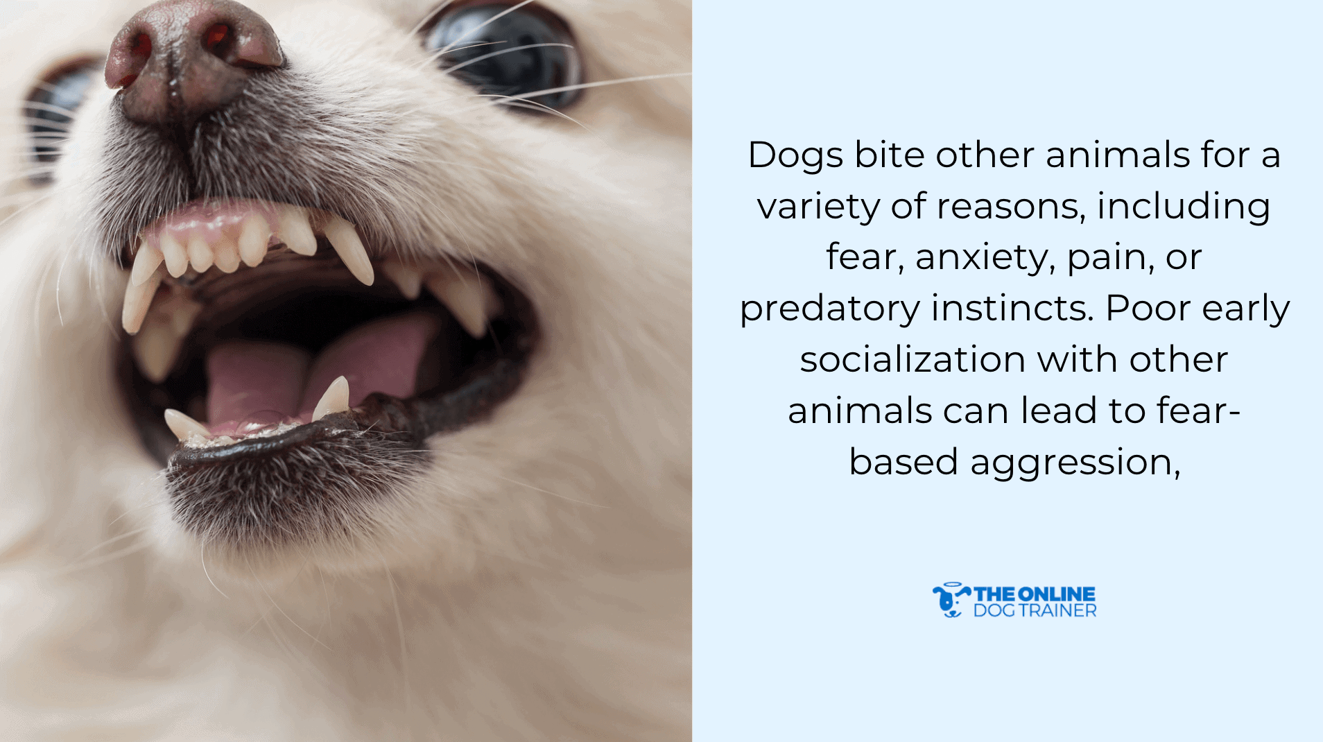 what to do when a dog attacks your dog