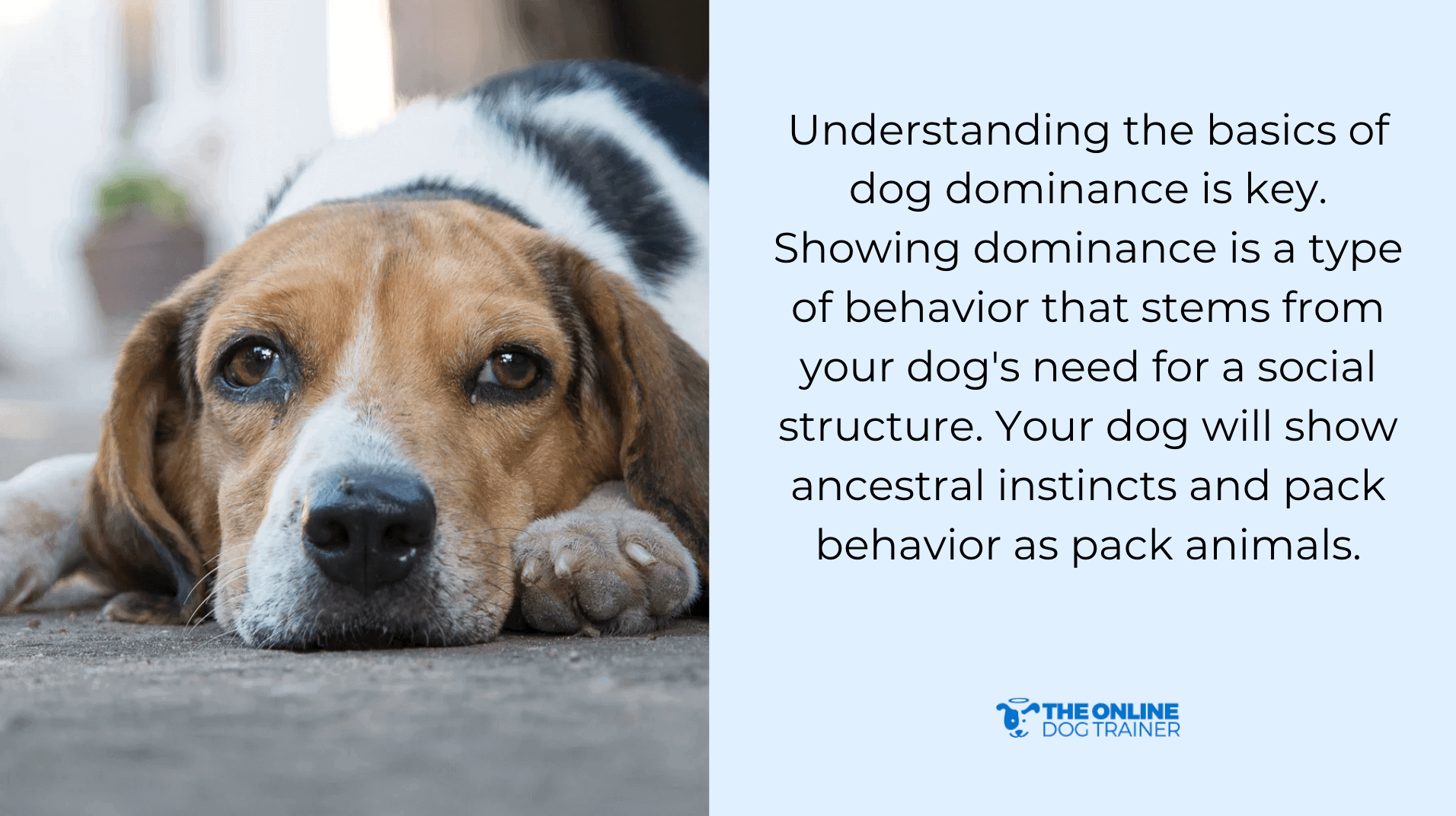 aggressive dog dominance