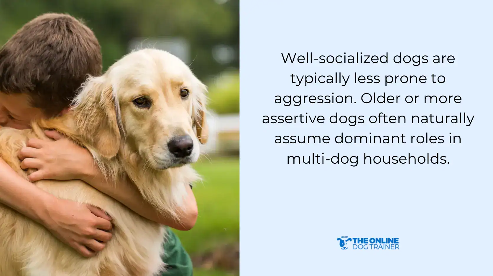 benefits of healthy relationship with dogs