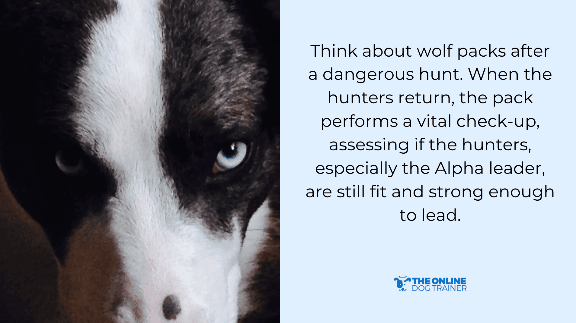 maintain control in your dogs