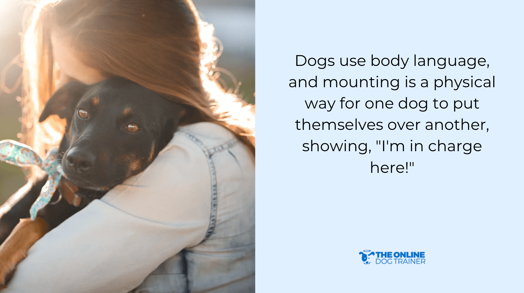 obedience training for dominant dogs