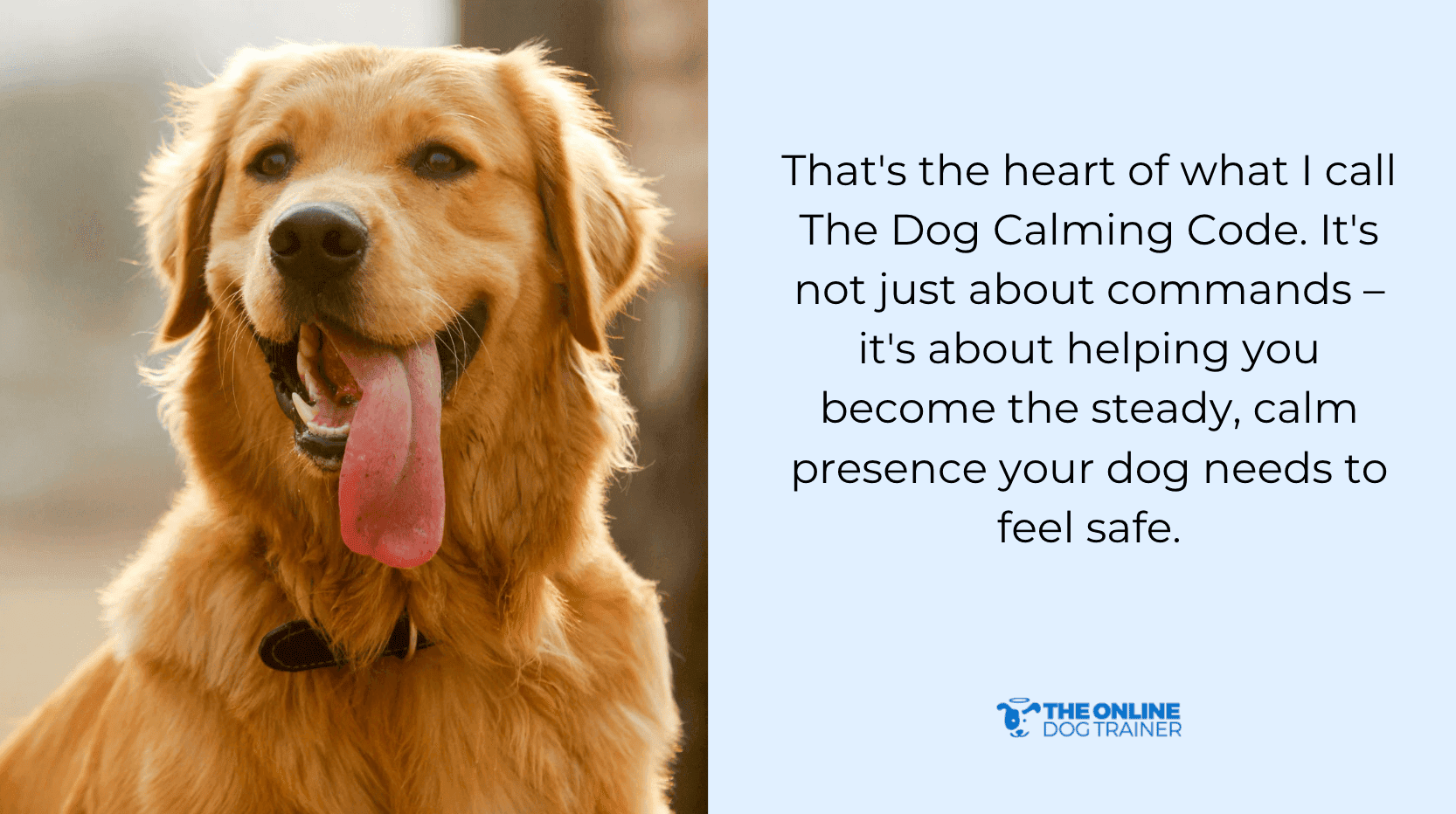 proper training dog calming code