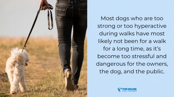 how to have better control dog walk