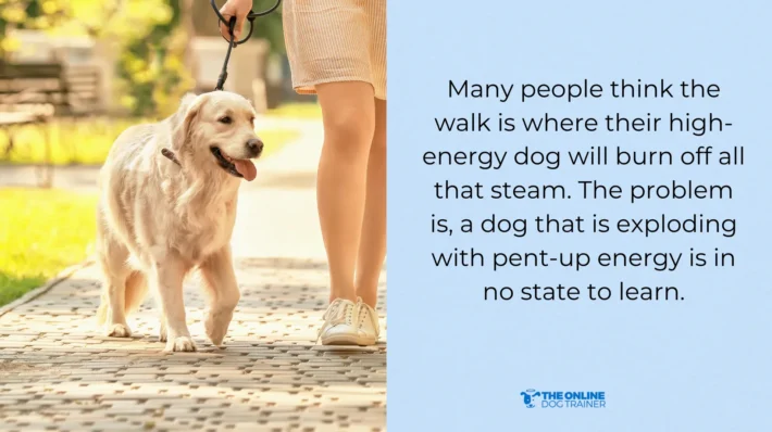 hyperactive dog during walks