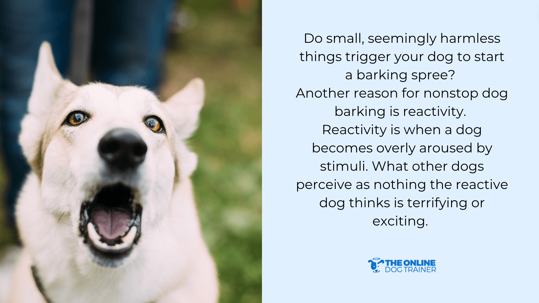 reactive dog barking