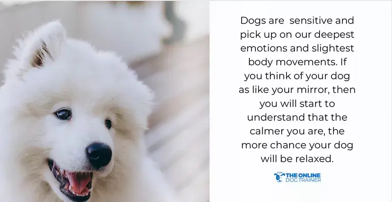 reactive dog barking