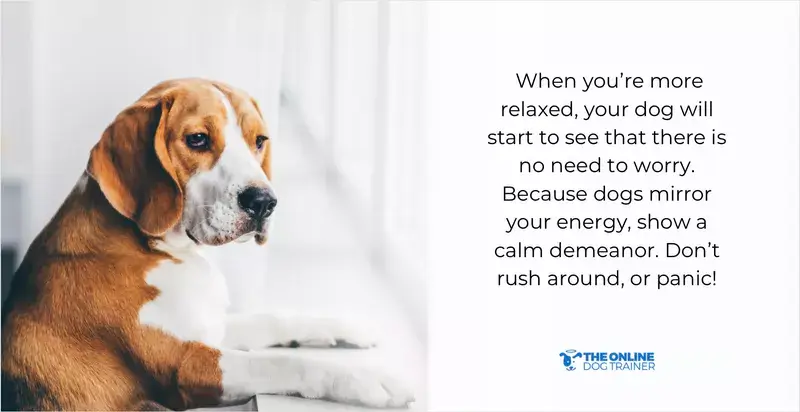 how to stop your dog from barking