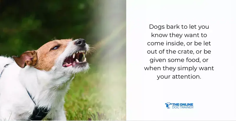 how to stop dog barking certified applied animal behaviorist