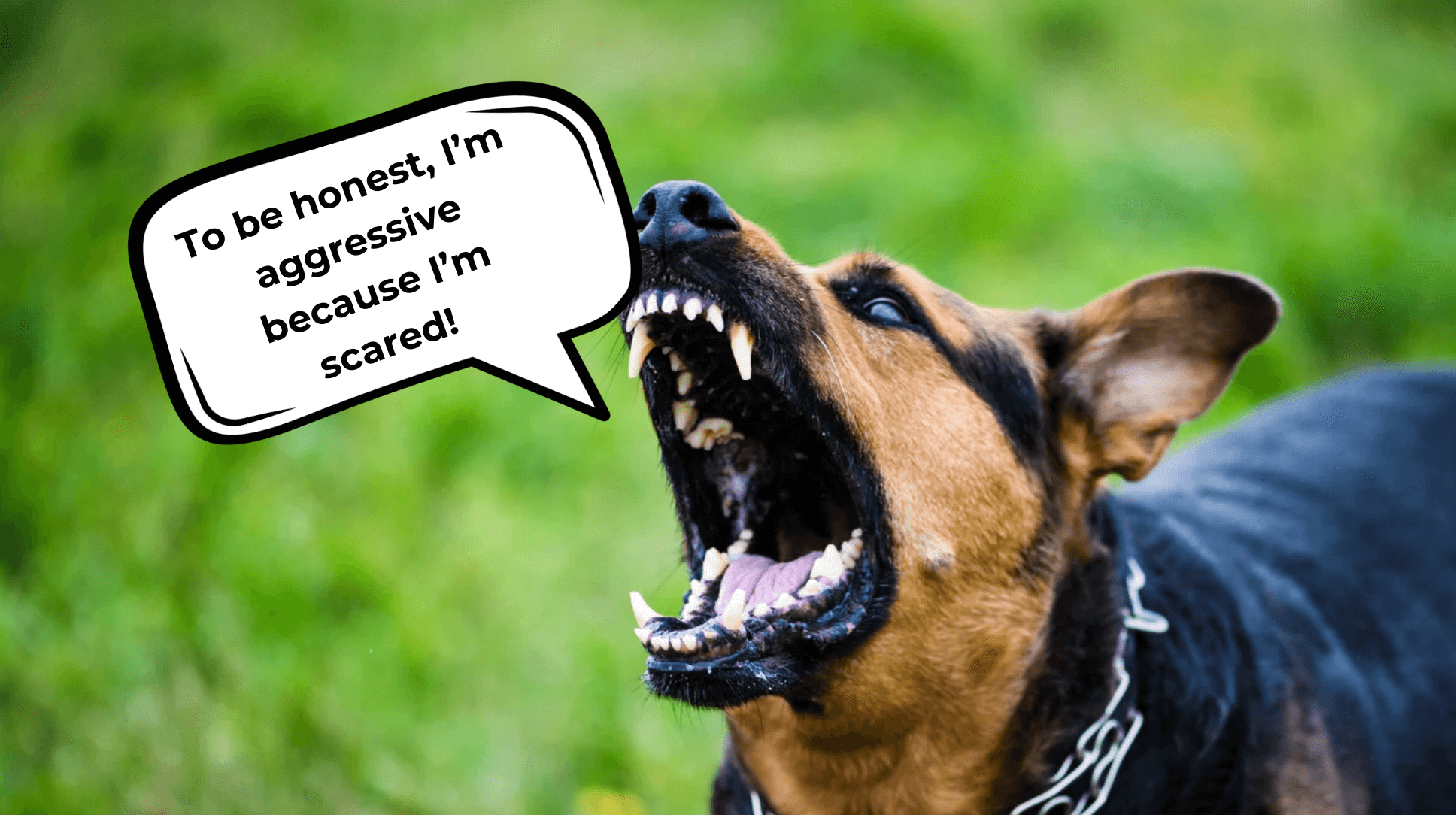 fear aggression in dogs explained