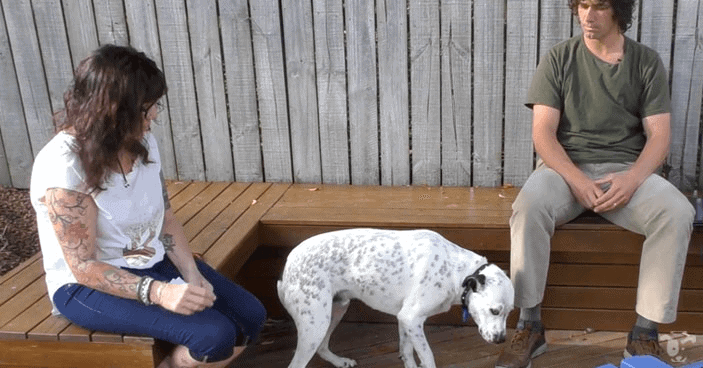 fear aggression training in dogs