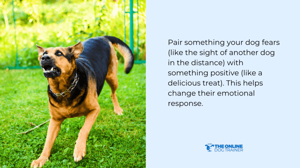 positive reinforcement for dogs