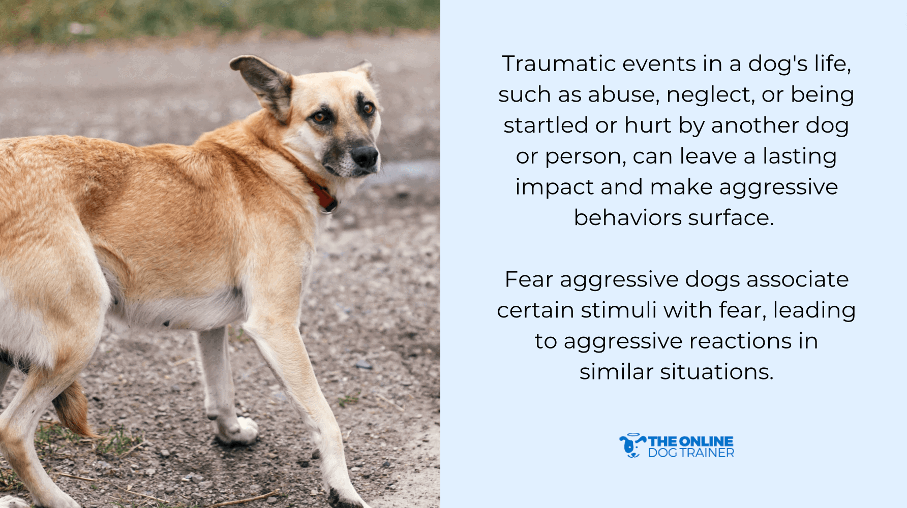 fear aggression training