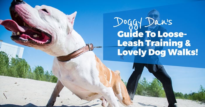 Loose-Leash-Training-&-how to have happy-Dog-Walks