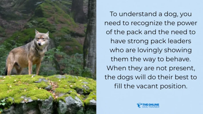 other male dogs female dogs