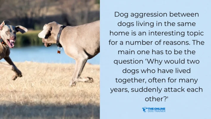 remain calm during dog fights