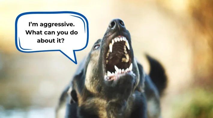 what to do about an aggressive dog