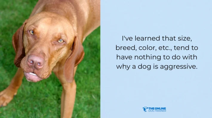 young dogs aggression