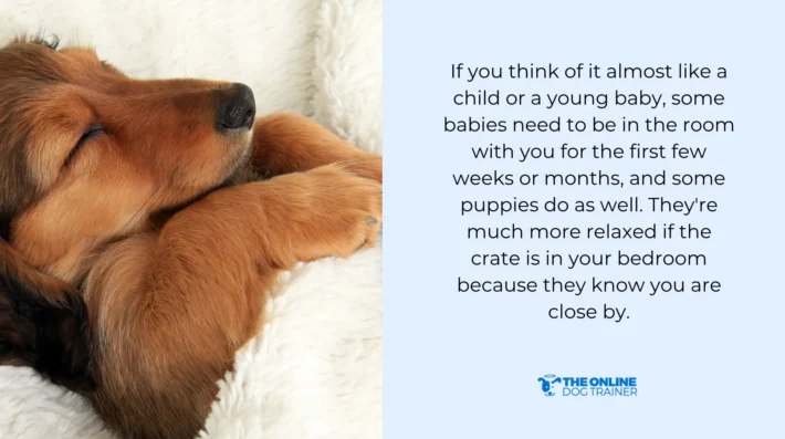 most important things for puppies