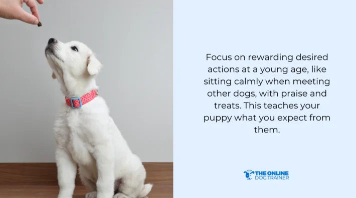positive reinforcement puppy