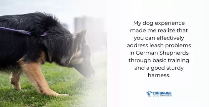 German Shepherd Dog Pulling Forward