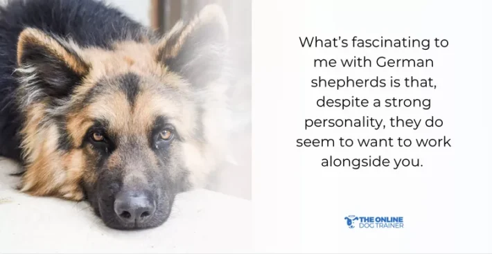 german shepherd common behavior problems