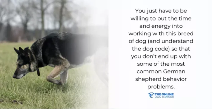 german shepherd dog training