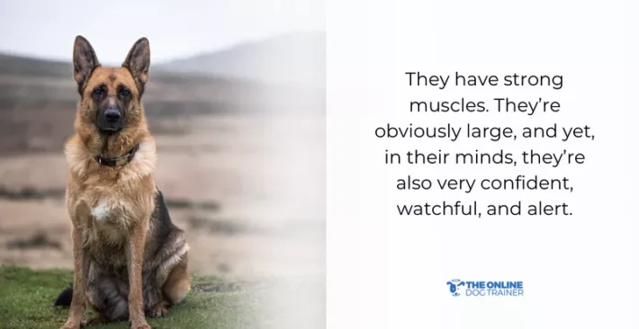 german shepherd personality