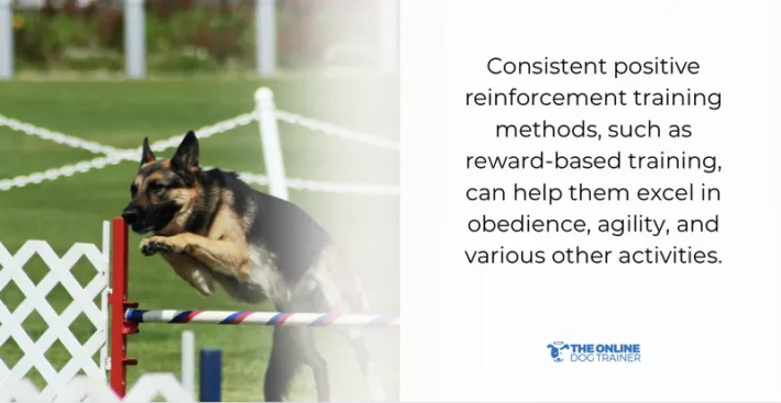 german shepherd working dogs