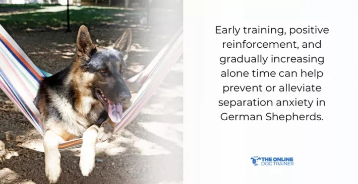german shepherds care