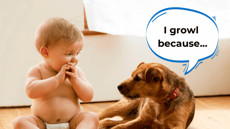 dog growling at baby