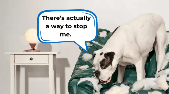 how to stop dog from eating wood furniture