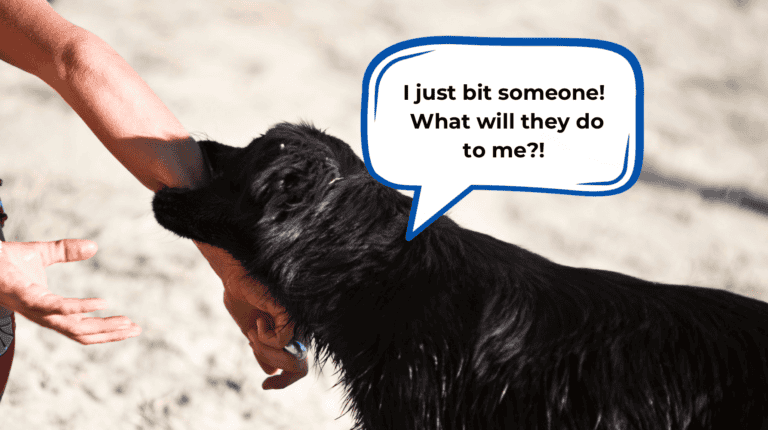 my dog got bit by another dog and is acting weird