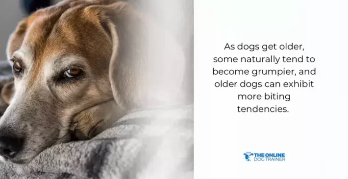 what to do if a dog bites