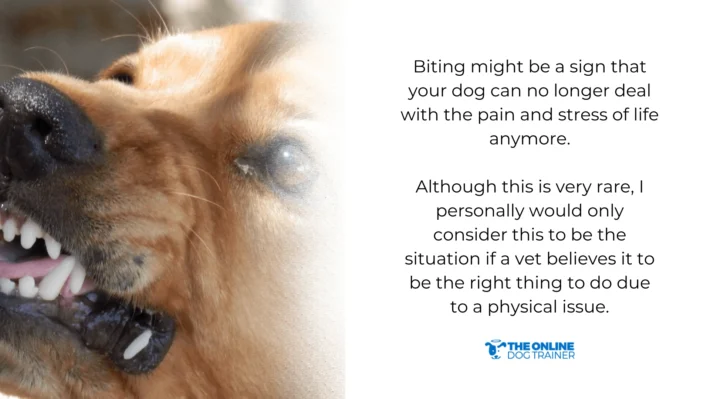 using elizabethan collar for dogs that bide