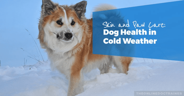 winter skin and paw care for dogs