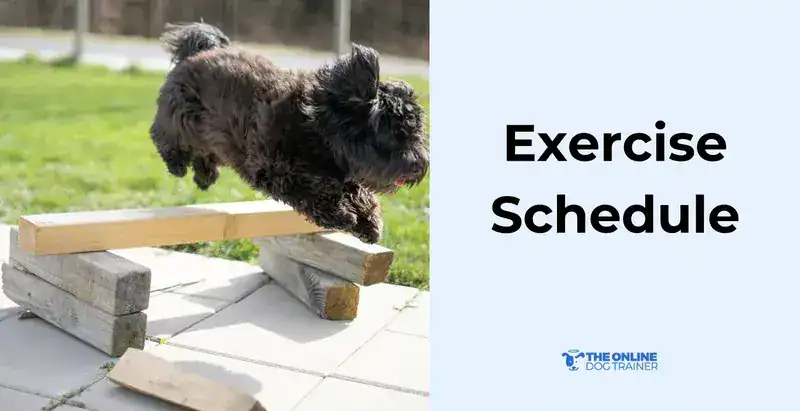 best exercises for puppies