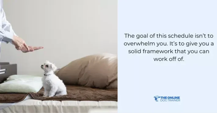best puppy schedule for training puppies