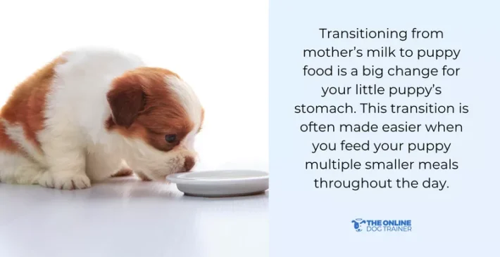 meal schedule for puppies