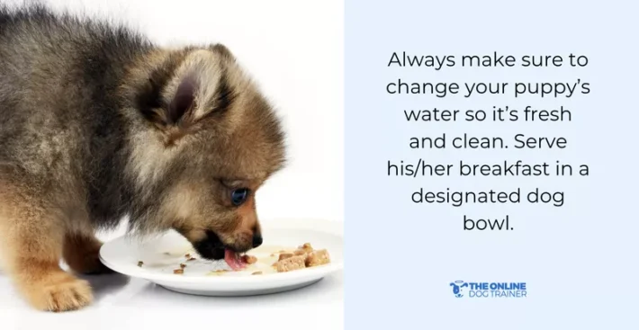 mealtime schedule for puppies