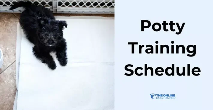 potty training schedule for puppies