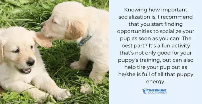 predictable routine for puppies