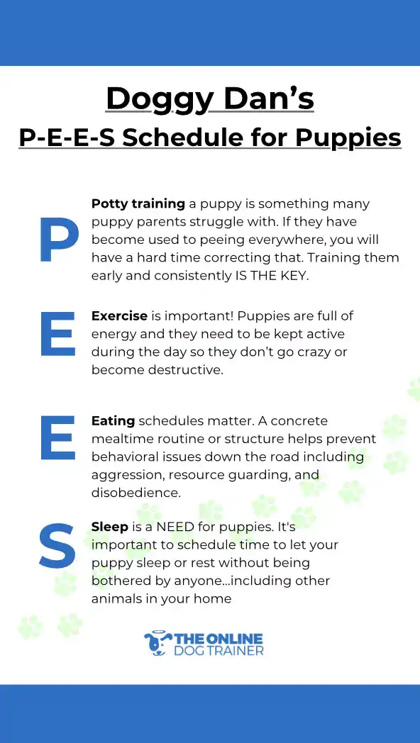 puppy training schedule by age