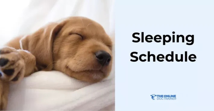 sleeping schedule for puppies