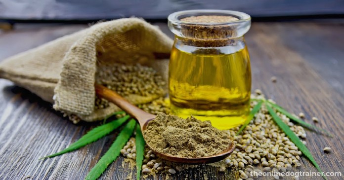 5 Benefits CBD Oil May Provide to Senior Dogs BLOG IMAGES 1