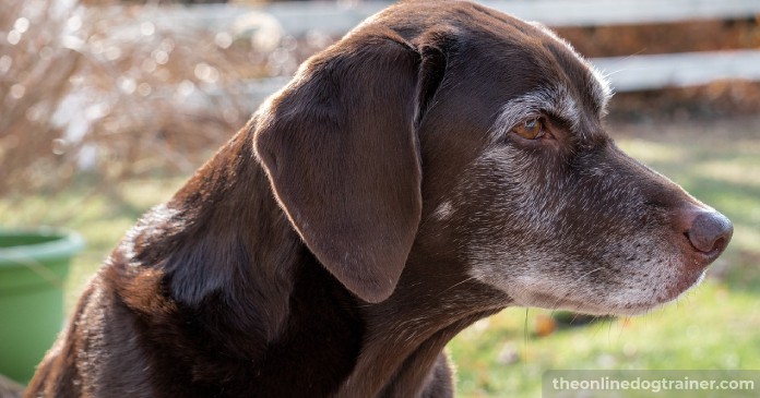 5 Benefits CBD Oil May Provide to Senior Dogs BLOG IMAGES 4