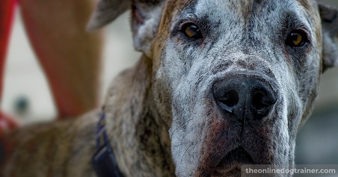 5 Benefits CBD Oil May Provide to Senior Dogs BLOG IMAGES 5